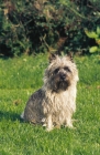 Picture of cairn terrier on grass