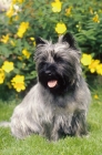 Picture of cairn terrier on grass