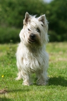 Picture of Cairn Terrier on grass