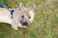 Picture of Cairn Terrier on lead, looking up at camera