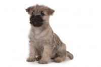 Picture of Cairn Terrier on white background