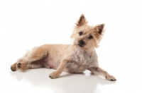 Picture of Cairn Terrier on white background