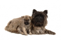 Picture of Cairn Terrier on white background