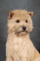 Picture of Cairn Terrier portrait on dark grey background