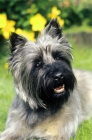 Picture of cairn terrier portrait, on grass