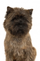 Picture of Cairn Terrier portrait on white background