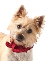 Picture of Cairn Terrier portrait