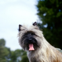 Picture of cairn terrier portrait