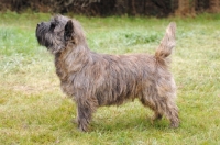 Picture of Cairn Terrier posed outside