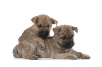 Picture of Cairn Terrier puppies on white background