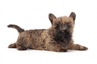 Picture of Cairn Terrier puppy in studio