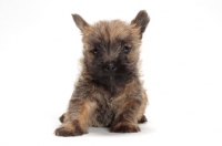 Picture of Cairn Terrier puppy lying down