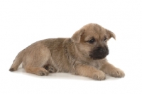 Picture of Cairn Terrier puppy, lying down on white background