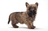 Picture of Cairn Terrier puppy, side view