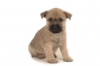 Picture of Cairn Terrier puppy sitting on white background