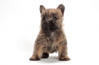 Picture of Cairn Terrier puppy standing on white background