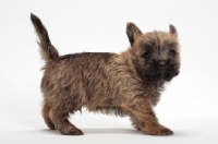 Picture of Cairn Terrier puppy standing on white background