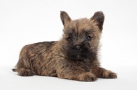 Picture of Cairn Terrier puppy
