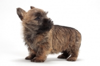 Picture of Cairn Terrier puppy