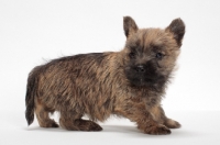 Picture of Cairn Terrier puppy