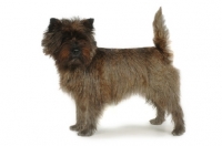 Picture of Cairn Terrier side view, on white background