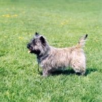 Picture of cairn terrier side view