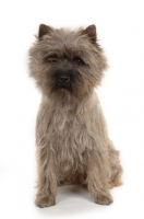 Picture of Cairn Terrier sitting  on white background