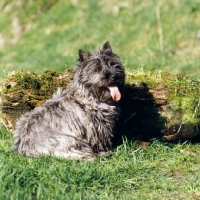 Picture of cairn terrier sitting by a log