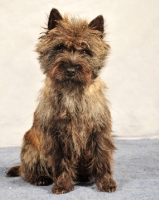 Picture of Cairn Terrier sitting down in studio