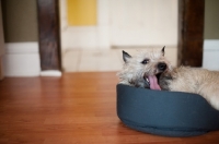 Picture of Cairn terrier snuggled in bed, yawning.