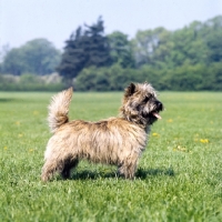 Picture of cairn terrier standing in a field