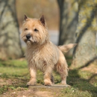 Picture of Cairn Terrier standing in countryside