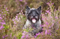 Picture of Cairn Terrier standing in heather