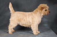 Picture of Cairn Terrier standing on dark grey background