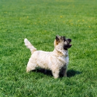 Picture of cairn terrier standing on grass