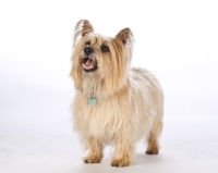 Picture of Cairn Terrier standing on white background