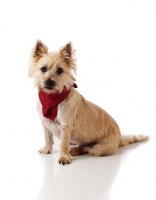 Picture of Cairn Terrier wearing scarf