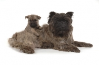 Picture of Cairn Terrier with puppy on white background