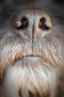 Picture of Cairn Terrier's Nose