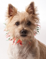 Picture of Cairn Terrier