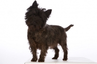 Picture of cairn terrier