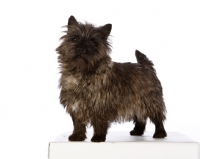 Picture of cairn terrier