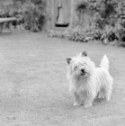 Picture of cairn terrier