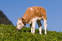Picture of calf grazing in field