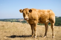 Picture of calf in a field in france
