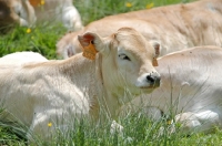Picture of calf in grass
