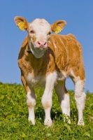 Picture of calf in Switzerland