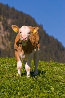 Picture of calf in the alps