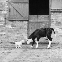 Picture of calf meeting a labrador puppy