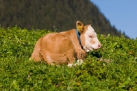 Picture of calf resting in field